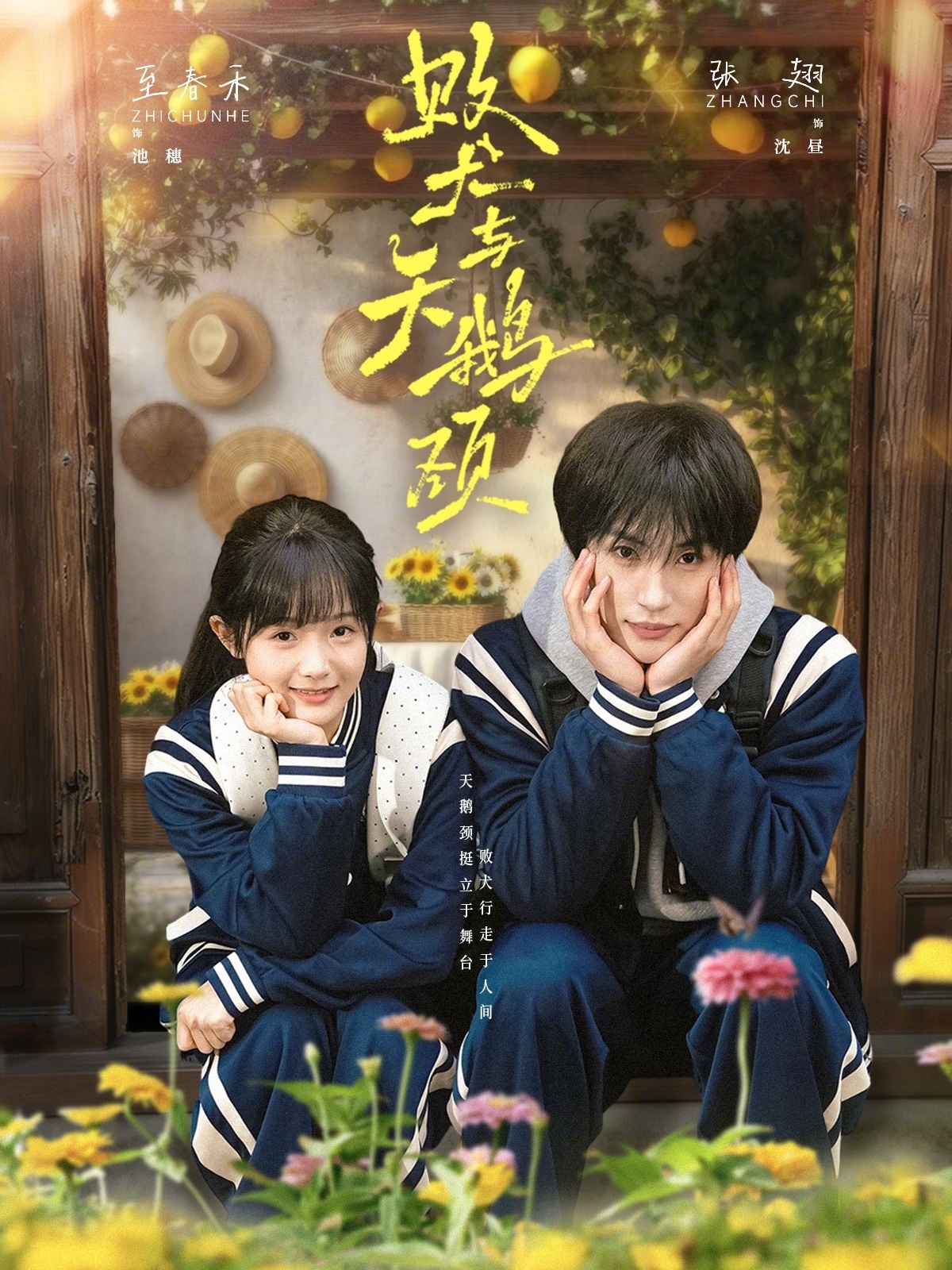 败犬与天鹅颈（71集）